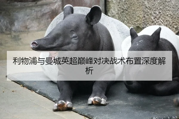 利物浦与曼城英超巅峰对决战术布置深度解析